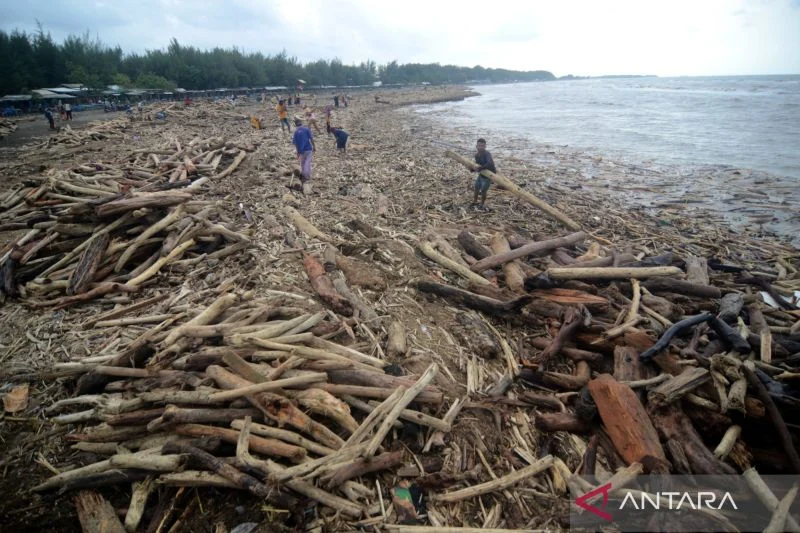 Investigasi Banjir Bandang Guci Pemerintah Telusuri Dugaan Penebangan Hutan Ilegal